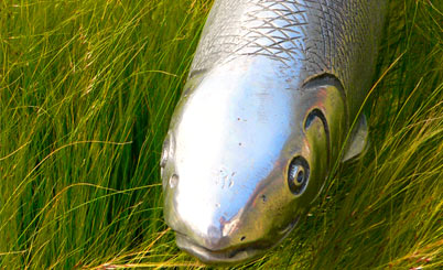 安全的购买平台推荐的电话群发平台